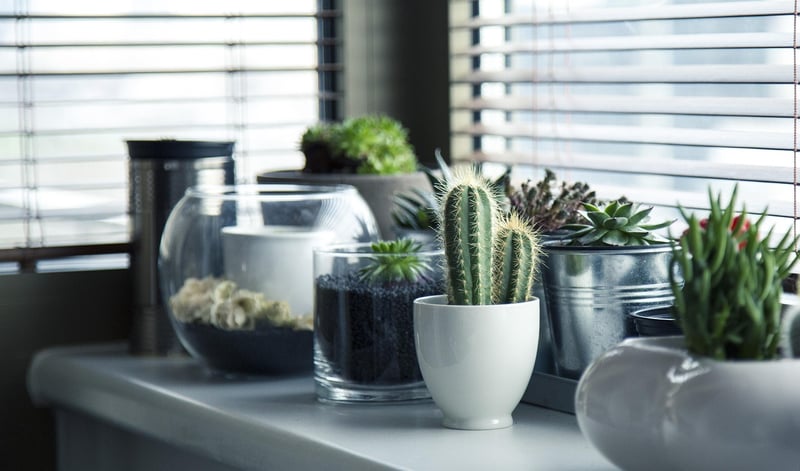 Whimsical Plant Arrangements
