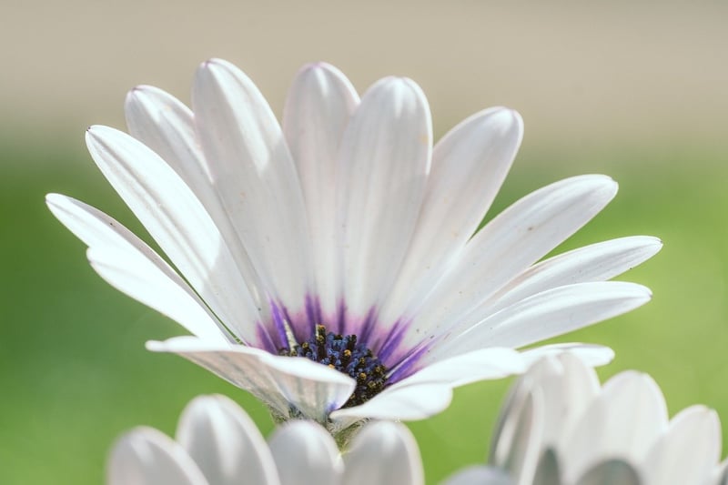 Garden Flowers