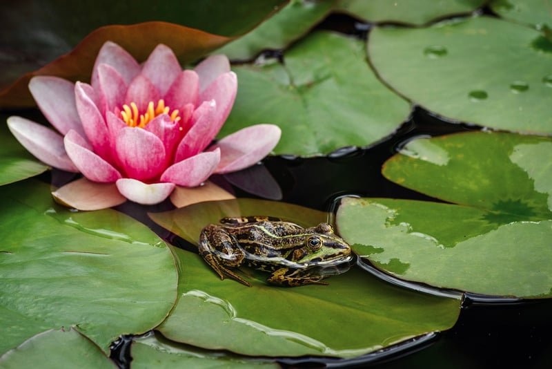Garden Pond