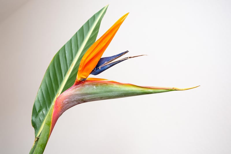 Tropical Garden